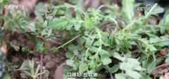 地米菜尝鲜、“耍春牛”闹春……雨水时节 驱逐